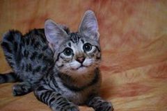 Zipper Blue, Savannah, F-2B, Brown (black) spotted female, DOB 3-24-17