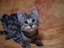 Zipper Blue, Savannah, F-2B, Brown (black) spotted female, DOB 3-24-17