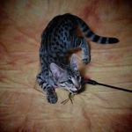 Zipper Blue, Savannah, Brown (black) spotted, female, DOB 3-24-17