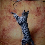 Zipper Blue, Savannah, Brown (black) spotted, female, DOB 3-24-17