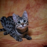 Zipper Blue, Savannah, Brown (black) spotted, female, DOB 3-24-17