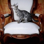 Zipper Blue, Savannah, Brown (black) spotted, female, DOB 3-24-17