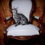 Zipper Blue, Savannah, Brown (black) spotted, female, DOB 3-24-17