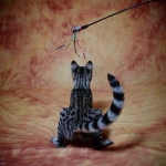 Zipper Blue, Savannah, Brown (black) spotted, female, DOB 3-24-17