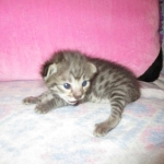 Savannah, Brown (black) spotted, female, DOB 3-24-17