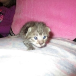 Savannah, Brown (black) spotted, female, DOB 3-24-17