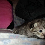 Savannah, Brown (black) spotted, female, DOB 3-24-17