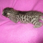 Savannah, Brown (black) spotted, female, DOB 3-24-17