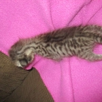 Savannah, Brown (black) spotted, female, DOB 3-24-17