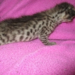 Savannah, Brown (black) spotted, female, DOB 3-24-17