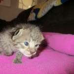 Savannah, Brown (black) spotted, female, DOB 3-24-17