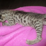 Savannah, Brown (black) spotted, female, DOB 3-24-17