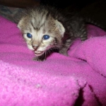 Savannah, Brown (black) spotted, female, DOB 3-24-17