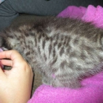 Savannah, Brown (black) spotted, female, DOB 3-24-17