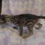 Savannah, Brown (black) spotted, female, DOB 3-24-17