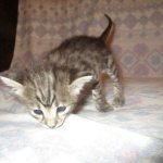 Savannah, Brown (black) spotted, female, DOB 3-24-17