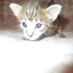 Savannah, Brown (black) spotted, female, DOB 3-24-17