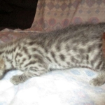 Savannah, Brown (black) spotted, female, DOB 3-24-17