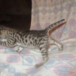 Savannah, Brown (black) spotted, female, DOB 3-24-17