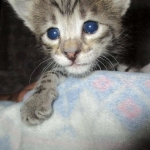 Savannah, Brown (black) spotted, female, DOB 3-24-17