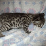 Savannah, Brown (black) spotted, female, DOB 3-24-17