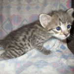 Savannah, Brown (black) spotted, female, DOB 3-24-17