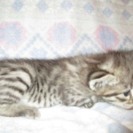 Savannah, Brown (black) spotted, female, DOB 3-24-17