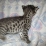 Savannah, Brown (black) spotted, female, DOB 3-24-17