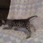 Savannah, Brown (black) spotted, female, DOB 3-24-17