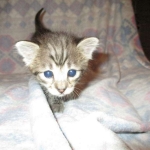 Savannah, Brown (black) spotted, female, DOB 3-24-17