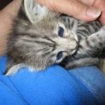 Savannah, Brown (black) spotted, female, DOB 3-24-17