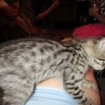 Savannah, Brown (black) spotted, female, DOB 3-24-17