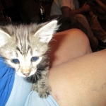 Savannah, Brown (black) spotted, female, DOB 3-24-17