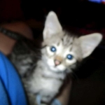 Savannah, Brown (black) spotted, female, DOB 3-24-17