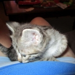 Savannah, Brown (black) spotted, female, DOB 3-24-17