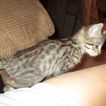 Savannah, Brown (black) spotted, female, DOB 3-24-17