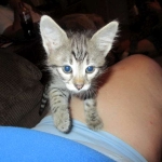 Savannah, Brown (black) spotted, female, DOB 3-24-17