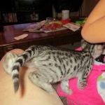 Savannah, Brown (black) spotted, female, DOB 3-24-17