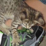 Savannah, Brown (black) spotted, female, DOB 3-24-17