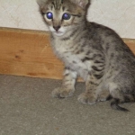 Savannah, Brown (black) spotted, female, DOB 3-24-17