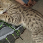 Savannah, Brown (black) spotted, female, DOB 3-24-17