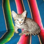 Savannah, Brown (black) spotted, female, DOB 3-24-17