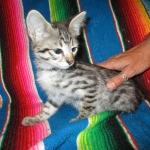 Savannah, Brown (black) spotted, female, DOB 3-24-17