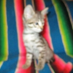 Savannah, Brown (black) spotted, female, DOB 3-24-17