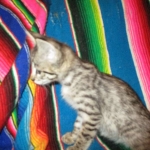 Savannah, Brown (black) spotted, female, DOB 3-24-17