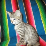 Savannah, Brown (black) spotted, female, DOB 3-24-17