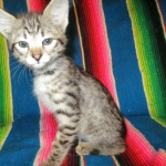 Savannah, Brown (black) spotted, female, DOB 3-24-17