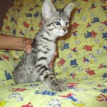 Savannah, Brown (black) spotted, female, DOB 3-24-17