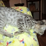 Savannah, Brown (black) spotted, female, DOB 3-24-17