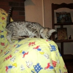 Savannah, Brown (black) spotted, female, DOB 3-24-17